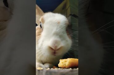 #rabbit #ihavethisthingwithplants #cute #mycuterabbit #funny #pets #cutebunny #mybunny #pet #bunny