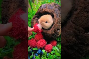 All cute rabbit #animals #rabbit #pets