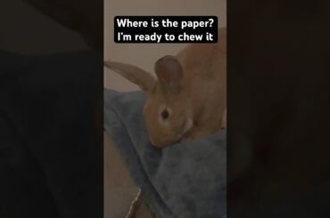 Paisley Rose loves chewing on paper #bunny #animal #bunnies #cutebunny #houserabbit #rabbitparent