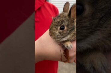 I found Super Cute Baby Rabbit #Shorts