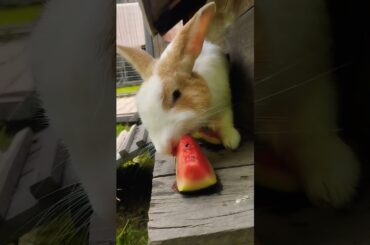 #cute #rabbit #animals #pets #cuteanimals #mybunny #pet #bunny #kelincikreatif #animal