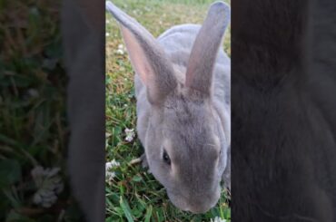 Beautiful rex rabbit enjoying the morning. #cute #rabbit #rabbits #sweet #rexrabbit