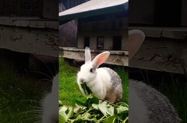 #rabbit #mycuterabbit #cute #bunny #pets #cutebunny #mybunny #pet #kelincikreatif #animal