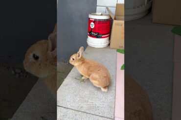 #mycuterabbit #rabbit #cutebaby #bunny #pets #cute #animals #cuteanimals #funny