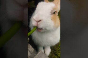 #rabbit #bunny #cute #cutebunny #pets #rabbitbaby #wheatgrass #kelincikreatif #pet #mybunny