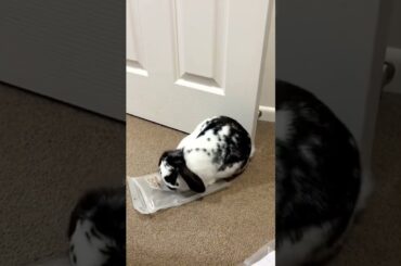 I Love Rabbits #rabbit #bunny #pets #animals #petcare #petvideos #fyp #shorts