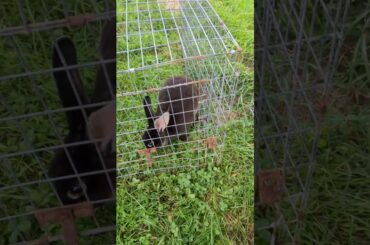 Doe for sale. AG 3 #bellaslegacyrabbitry #bunny #cutebunny