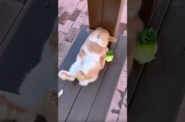 The cute rabbit that lies down after eating has a debut plan. Rabbit, a cute little pastoral pet.