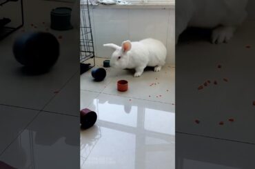 Bunny is angry but still so cute