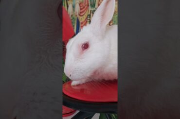 #rabbit #lifeisbutadream#love #bunny #cute#youtubeshorts #bunnyoftheday#business #bunny #cutebunny