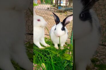 So cute rabbit #cute #yummy #rabbit #rabbits #lovely #love #shortvideo #short #shorts #top #funny