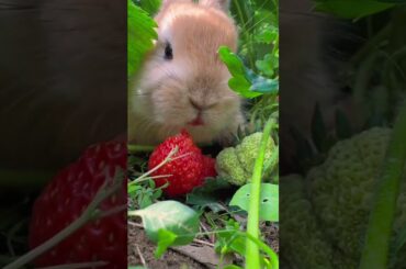 Rabbit secretly eats strawberries in the strawberry field. Cute rabbit. Cute little pastoral pet.