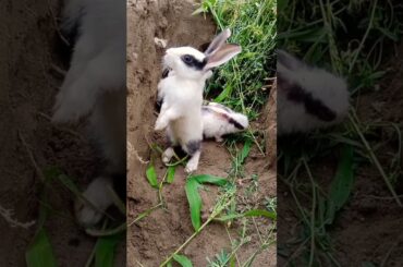 cute rabbit cow and rooster sound #rabbit #cow #chicken