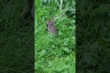 Cute baby bunny #bunny #rabbit #animal #wildlife #shorts #nature