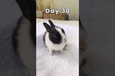 Rabbit growth - Cute Rabbit 1 Day To 30 Days Old #shorts #short #rabbit