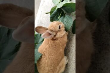 #rabbit #mycuterabbit #cutebaby #bunny #pets #cute
