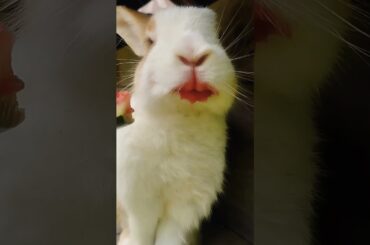 #rabbit #cute #bunny #pets #animals #kelincikreatif #pet #kelinciberanak #animal #mybunny