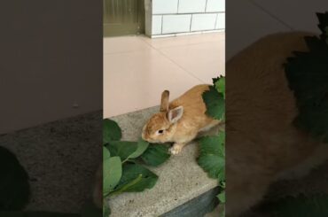 #rabbit #mycuterabbit #cutebaby #bunny #pets #cute #animals