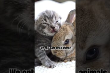 Newborn kitten and bunny #cats #cat #catshorts #funny #cuteanimals #cute #bunny #bunnies #fun