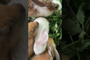 #rabbit #bunny #funny #funnyanimals #pet #cute #cutebaby #animal #fyp #viralvideo #trending #reels