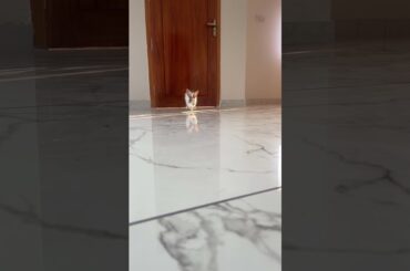 Rabbit cute slow motion #rabbit #bunny #shorts