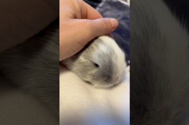 Baby minilop #minilop #bunny #cute #pets #babypets #rabbit #cutebaby #shortvideo #shots