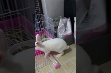 #rabbit #cutebaby #mycuterabbit #cute #bunny #pets #animals #cuteanimals #funny #love