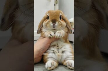Cute rabbit #animals #cuterabbit #cuteanimals #rabbit
