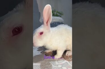 #rabbit #bunny #lifeisbutadream #cute #pets #bunnyoftheday #youtubeshorts #love #animals #business