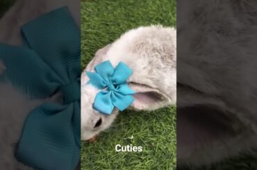 beautiful baby rabbit