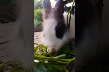 cute bunny #rabbit #cute #animals #bunny #cuteanimals #pet #animal #petrabbit ##shortvideo #pet