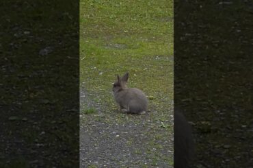Baby Rabbits Do The Most Adorable Things #babyanimal