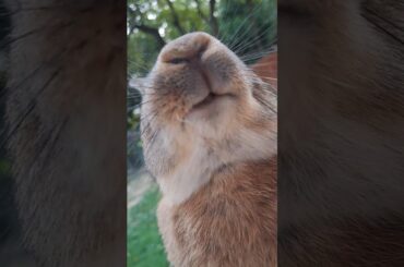 Welche ist deine Lieblings Eis? #shorts #rabbit #cute