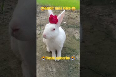 rabbit cute bunny pet