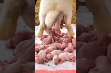 Rabbit growth | Cutest 7 Baby Rabbits 1 To 25 Days #pets #animals #shorts