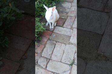 #happyrabbit #rkpetrabbit #pet #bunny #petrabbit #khargosh #cute #rabbit #viralvideo #smallpet