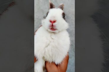 Hello Mera Naam Hai Bunny Bunny | Imposter - Cute Rabbit #Shorts