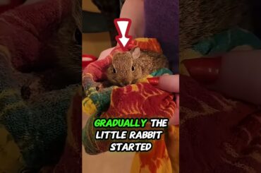“From Street to Home: The Baby Rabbit Who Found Love”