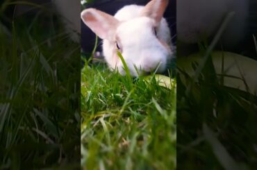 #rabbit #ihavethisthingwithplants #cute #mycuterabbit #funny #pets #cutebunny #kelincikreatif #pet
