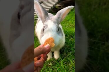 #rabbit #cute #bunny #pets #animals #kelincikreatif #pet #kelinciberanak #animal #mybunny