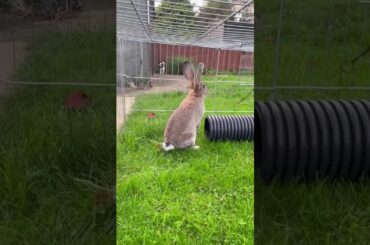 Cute Rabbit Playing With Pet Dog | Rabbit | Bunny