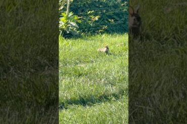 Cute Wild Baby Bunny Spotted on My Nature Trail Walk #wildlife #animals