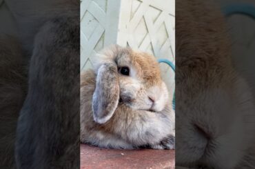 Cute rabbit short #shorst #cuterabbit #bunny #rabbit #cuteanimals #animalsvideo