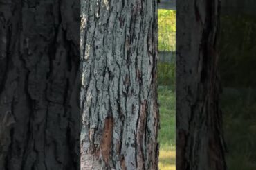 Cute baby rabbit in the back yard!  #cute  #rabbit  #backyard #pets #michigan #garden