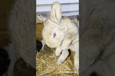 Cute rabbit babies