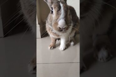 My cute rabbit #rabbit #bunny  #shorts