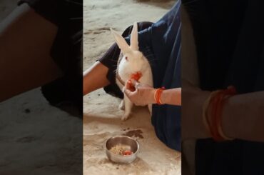 #rabbiteatwatermelon #rabbit #eat #watermelon #pet #bunny #petrabbit #khargosh #cute #rabbit