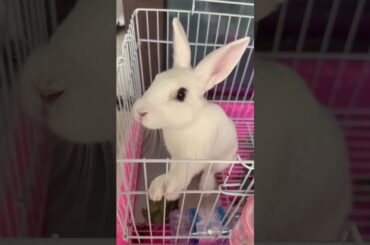 #rabbit #mycuterabbit #cutebaby #bunny #pets #cute #funny #cuteanimals #love