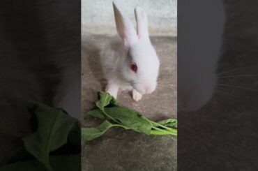 cute baby rabbit video #shorts #rabbit #baby #trendingshorts