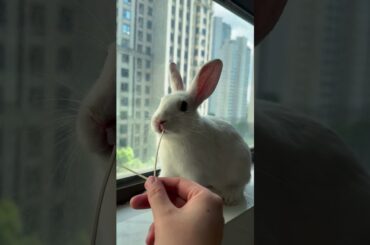 #rabbit #mycuterabbit #cutebaby #bunny #pets #cute #cuteanimals #funny #love